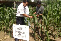 /album/fotogaleria/dia-3-campo-maiz-morado-jpg/